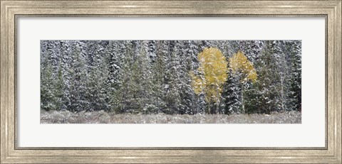 Framed Pine Trees In A Forest, Grand Teton National Park, Wyoming, USA Print