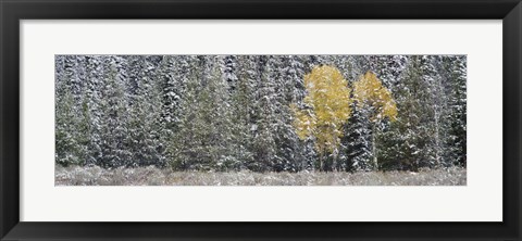 Framed Pine Trees In A Forest, Grand Teton National Park, Wyoming, USA Print