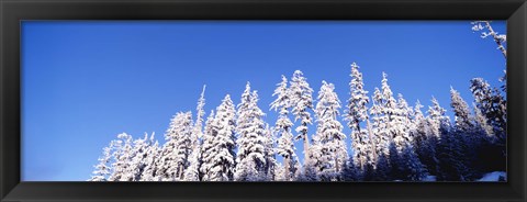 Framed Pine Trees in Winter, Oregon Print