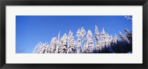 Framed Pine Trees in Winter, Oregon Print