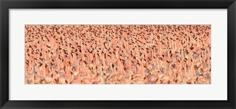 Framed Lesser flamingos Print