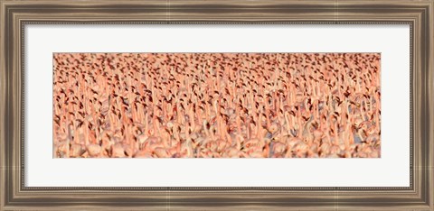 Framed Lesser flamingos Print