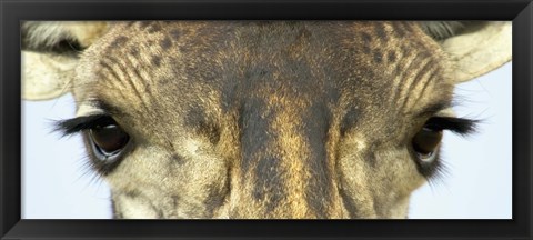 Framed Close-up of a Maasai giraffes eyes Print