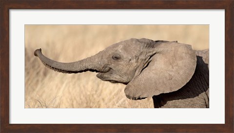 Framed Close-up of a African elephant calf at play Print