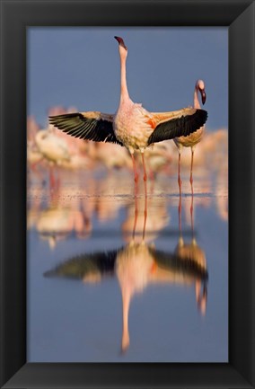 Framed Lesser flamingo wading in water, Lake Nakuru, Kenya (Phoenicopterus minor) Print