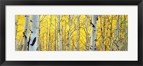 Framed Aspen trees in a forest Print