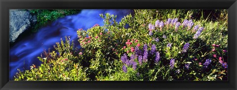 Framed High angle view of Lupine and Spirea flowers near a stream, Grand Teton National Park, Wyoming, USA Print