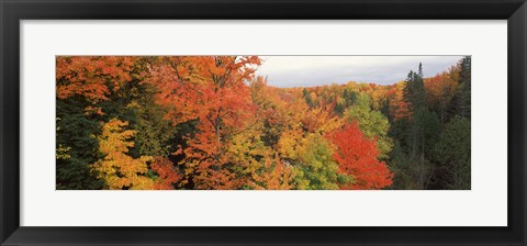 Framed Autumnal trees in a forest, Hiawatha National Forest, Upper Peninsula, Michigan, USA Print