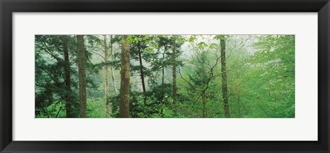 Framed Trees in spring forest, Turkey Run State Park, Parke County, Indiana, USA Print