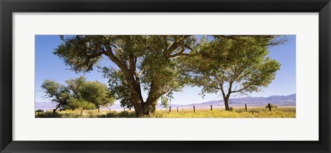 Framed Cottonwood trees in a field, Owens Valley, California, USA Print