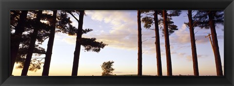 Framed Low angle view of pine trees, Iowa County, Wisconsin, USA Print