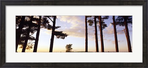 Framed Low angle view of pine trees, Iowa County, Wisconsin, USA Print