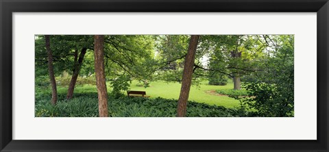 Framed Trees in a park, Adams Park, Wheaton, Illinois, USA Print