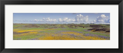 Framed Goldfield flowers in a field, Table Mountain, Sierra Foothills, California, USA Print