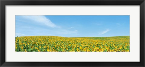 Framed Field of sunflower with blue sky Print