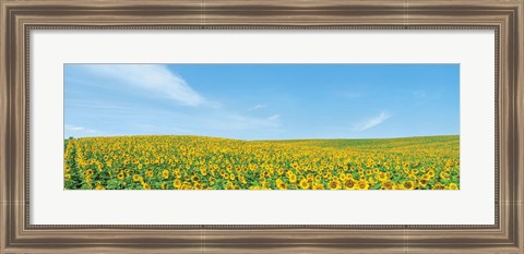 Framed Field of sunflower with blue sky Print