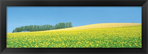 Framed Mustard field with blue sky in background Print