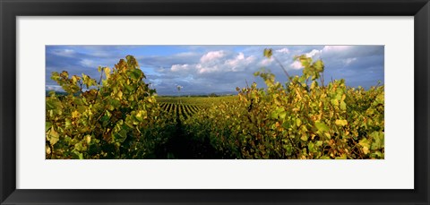 Framed Low angle view of vineyard and windmill, Napa Valley, California, USA Print