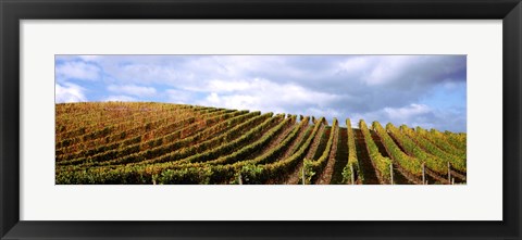 Framed Rows of vines with leaves, Napa Valley, California, USA Print