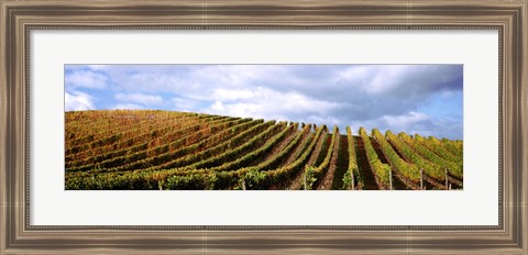 Framed Rows of vines with leaves, Napa Valley, California, USA Print