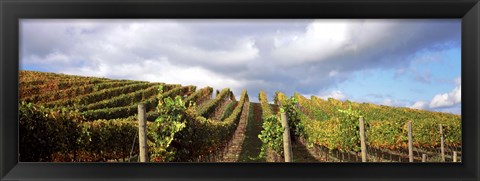 Framed Cloudy skies over a vineyard, Napa Valley, California, USA Print