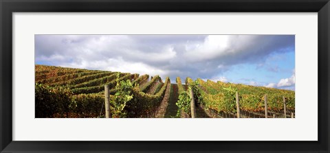 Framed Cloudy skies over a vineyard, Napa Valley, California, USA Print