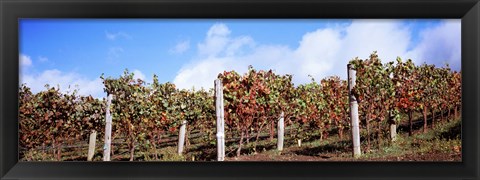 Framed Vines in a vineyard, Napa Valley, Wine Country, California, USA Print