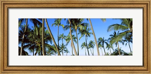 Framed Low angle view of palm trees, Oahu, Hawaii, USA Print