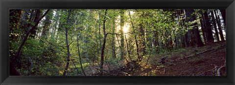 Framed Dogwood trees in a forest, Sequoia National Park, California, USA Print