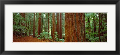 Framed Redwoods tree in a forest, Whakarewarewa Forest, Rotorua, North Island, New Zealand Print