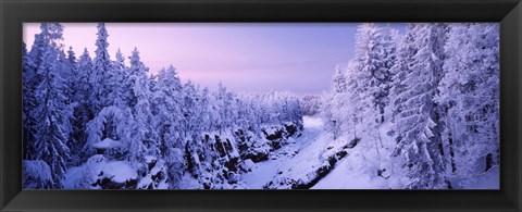 Framed Snow covered trees in a forest, Imatra, Finland Print