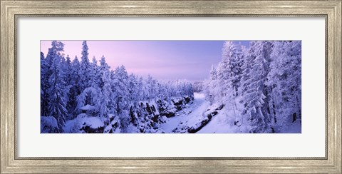 Framed Snow covered trees in a forest, Imatra, Finland Print