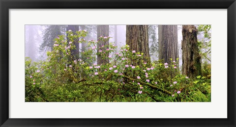 Framed Rhododendron flowers in a forest, Del Norte Coast State Park, Redwood National Park, Humboldt County, California, USA Print