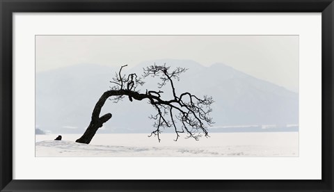 Framed Contorted tree at a frozen lake, Lake Kussharo, Hokkaido, Japan Print