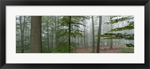 Framed Trees in fog, Trier, Rhineland-Palatinate, Germany Print