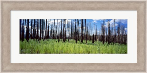 Framed Burnt Pines at the Grand Canyon, Arizona Print