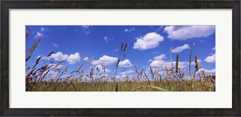 Framed Field of grass, Baden-Wurttemberg, Germany Print