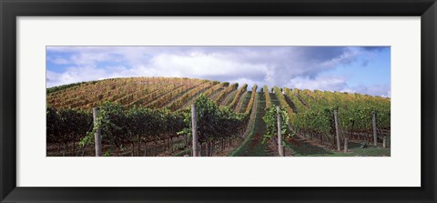 Framed Vines shedding their leaves, Napa Valley, California, USA Print