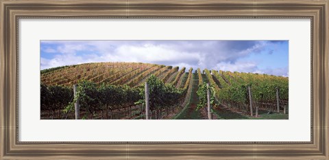 Framed Vines shedding their leaves, Napa Valley, California, USA Print