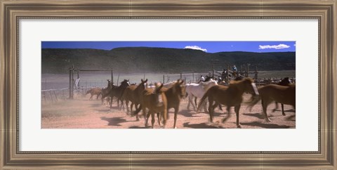 Framed Close up of Horses running in a field, Colorado Print