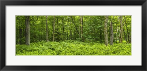 Framed Ferns blanketing floor of summer woods near Old Forge in the Adirondack Mountains, New York State, USA Print