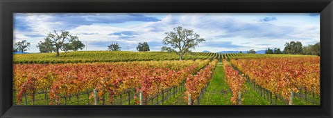 Framed Autumn color vineyards, Guerneville Road, Sonoma County, California, USA Print