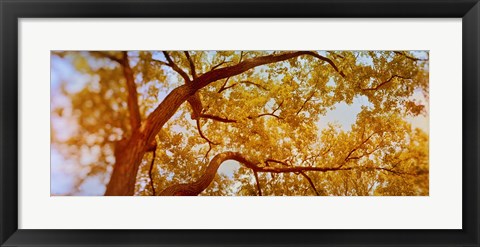 Framed Low angle view of a tree in autumn Print