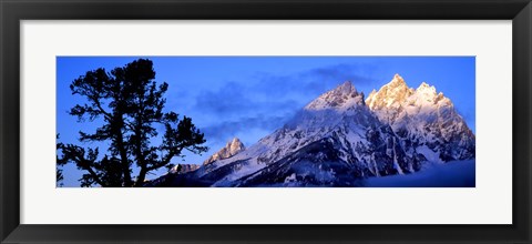 Framed Silhouette of a Limber Pine in front of mountains, Cathedral Group, Teton Range, Grand Teton National Park, Wyoming, USA Print