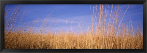 Framed Prairie Grass, Blue Sky, Marion County, Illinois, USA Print