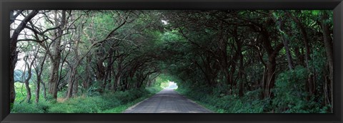 Framed Road Through Trees Marion County, Illinois, USA Print