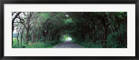 Framed Road Through Trees Marion County, Illinois, USA Print