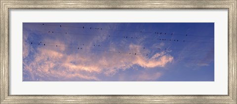Framed Low angle view of birds perching on wires, Anza Borrego Desert State Park, California, USA Print