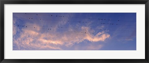 Framed Low angle view of birds perching on wires, Anza Borrego Desert State Park, California, USA Print