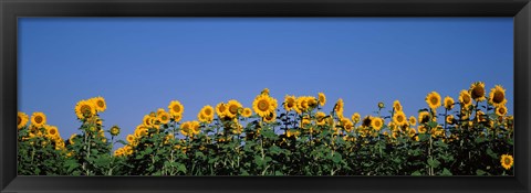 Framed Sunflowers in a field, Marion County, Illinois, USA (Helianthus annuus) Print